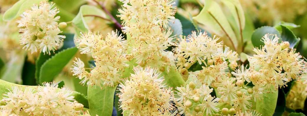 Les mercredis de la débrouille #5 Les plantes nous apaisent 