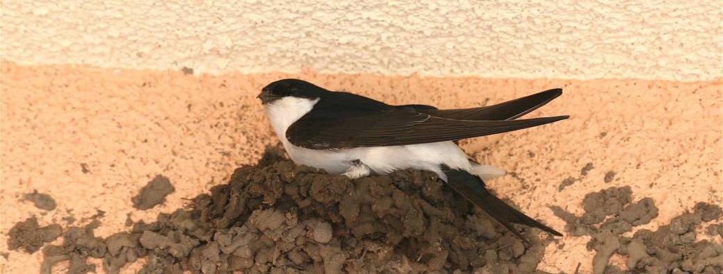 Les mercredis de la débrouille #6 Aidons les hirondelles