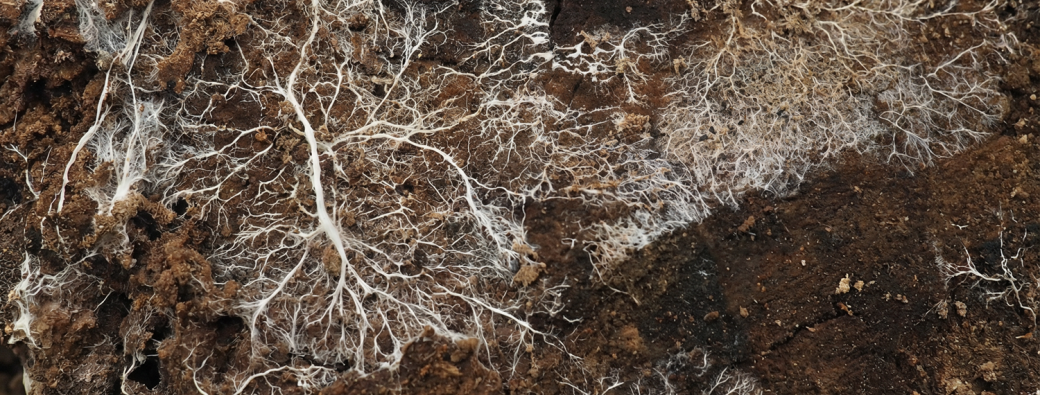 Les mercredis de la débrouille #7 Création d'objets à base de mycélium