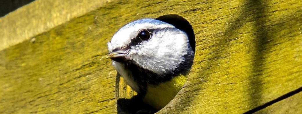 Les mercredis de la débrouille #9 Construction de nichoirs à mésanges