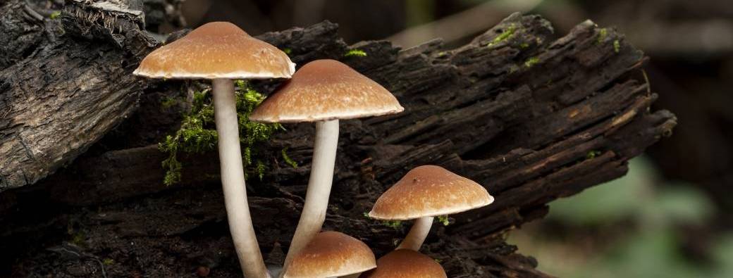 Les mercredis de la débrouille #8 A la découverte des champignons