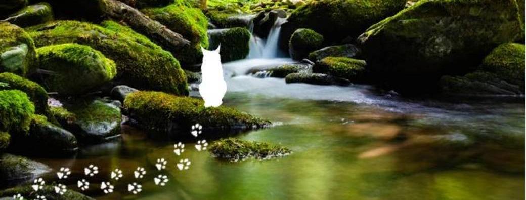 Les mercredis des marm'eau : Gros matou et le petit ruisseau Parent(s) / enfant(s) 3-5 ans