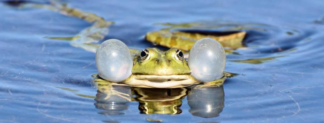 Les mercredis des marm'eau : La grenouille qui en avait mar(r)e ! (Parents-enfants de 3 à 5 ans)
