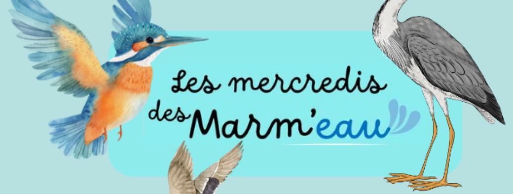 Les Mercredis des marm'eau : Le Bec dans l'eau ! Parent(s) / enfant(s) 3-5 ans