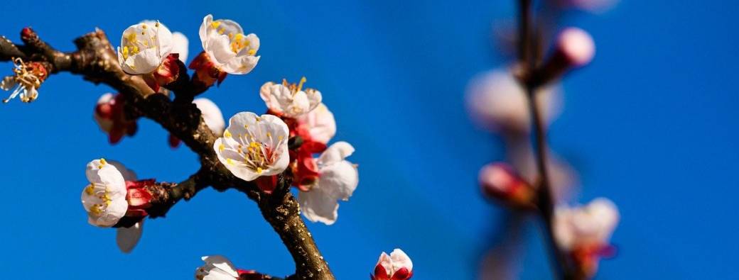 Les nouveaux fruitiers par Benjamin SCHILS