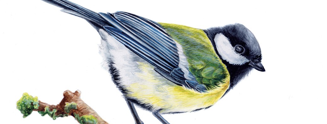 Les oiseaux de chez nous : atelier de dessin naturaliste parents-enfants
