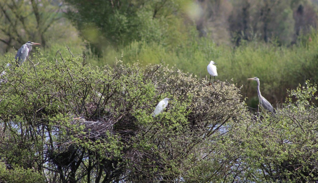 Les oiseaux de la tourbière d’Heurteauville en hiver 