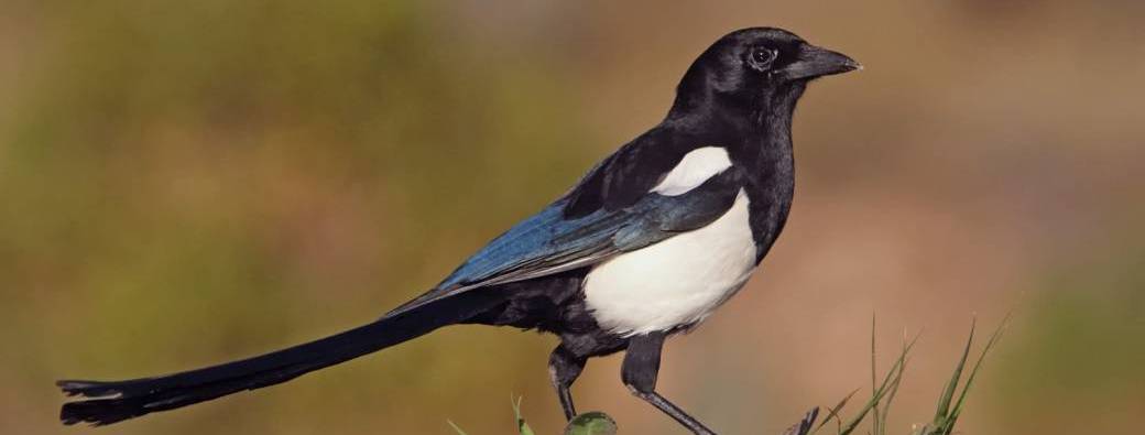 Les oiseaux de nos jardins se racontent