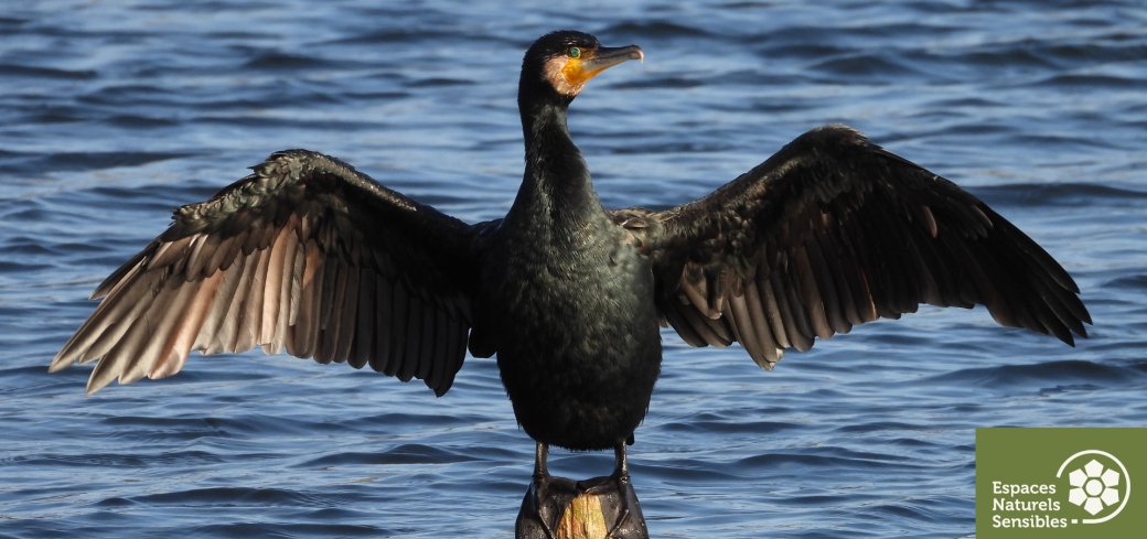 Les oiseaux d'eau