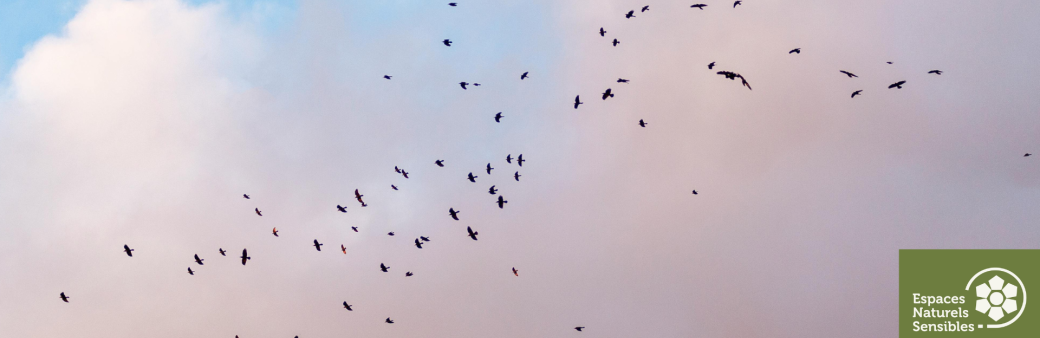 Les oiseaux en migration 
