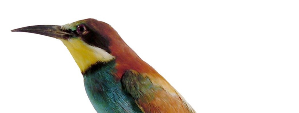 Vacances d'été 4/6 ans: Les oiseaux exotiques du Muséum