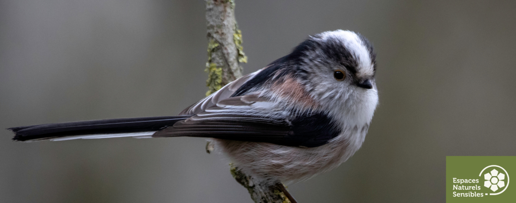 Les oiseaux hivernant