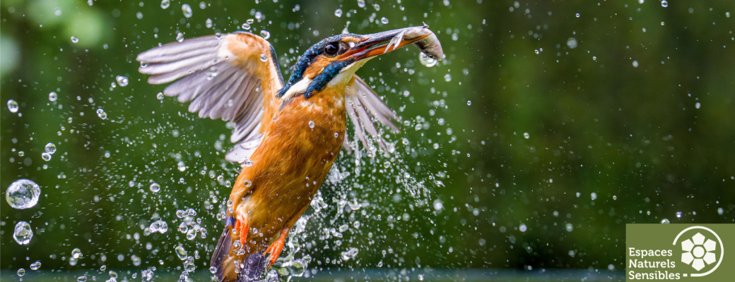 Les oiseaux printaniers