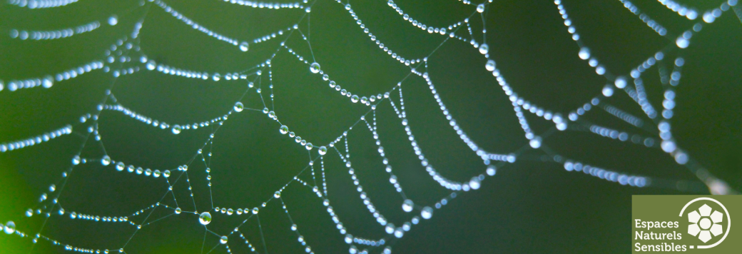 A la découverte des araignées