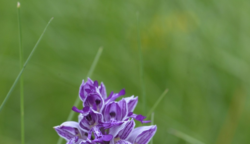 Les orchidées sauvages