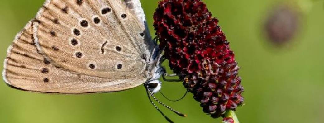 Les papillons du marais de Lavours