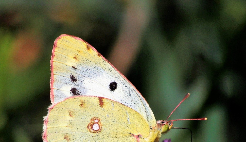 Les papillons du printemps