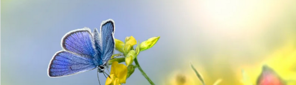 Les papillons 4-7 ans