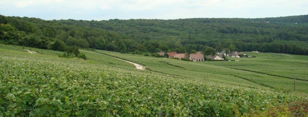 Les paysages d'Hautvillers