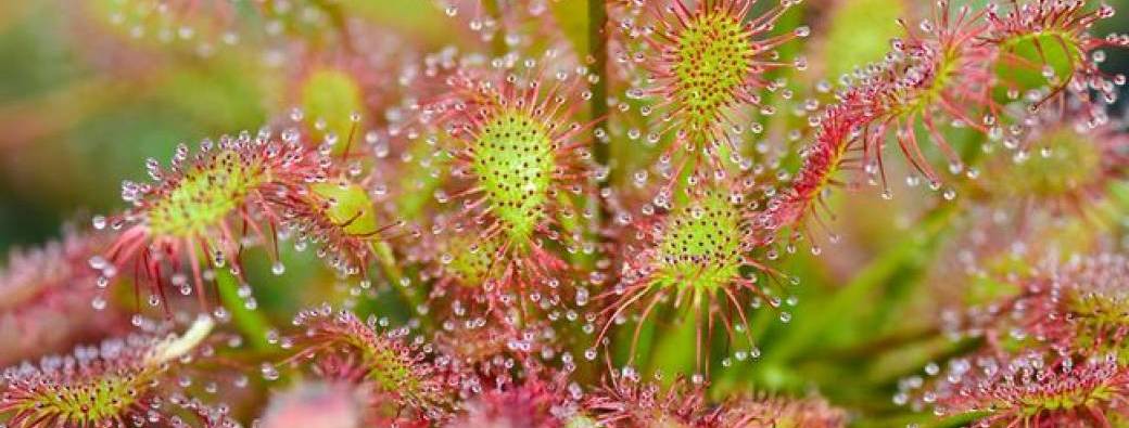 Les plantes carnivores 7-13 ans