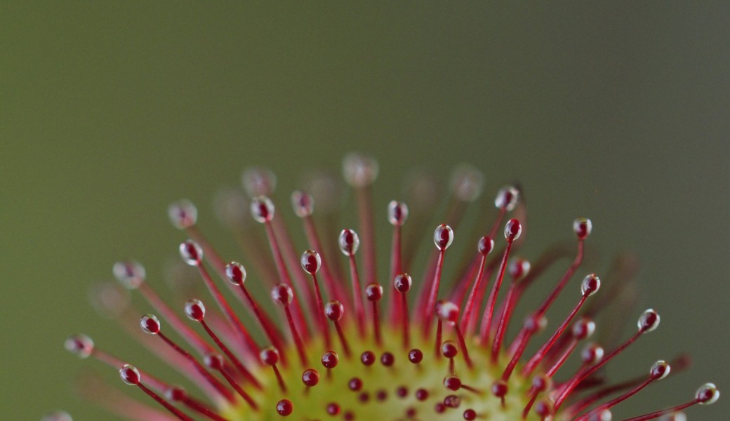 Les plantes carnivores, les sphaignes des tourbières et les champignons