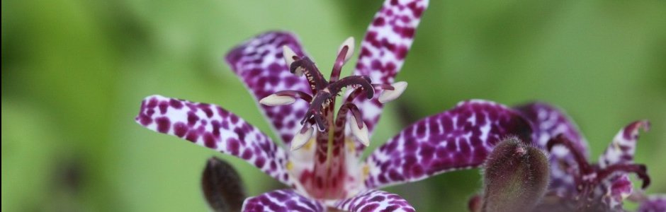 Les plantes chantent et nous enchantent