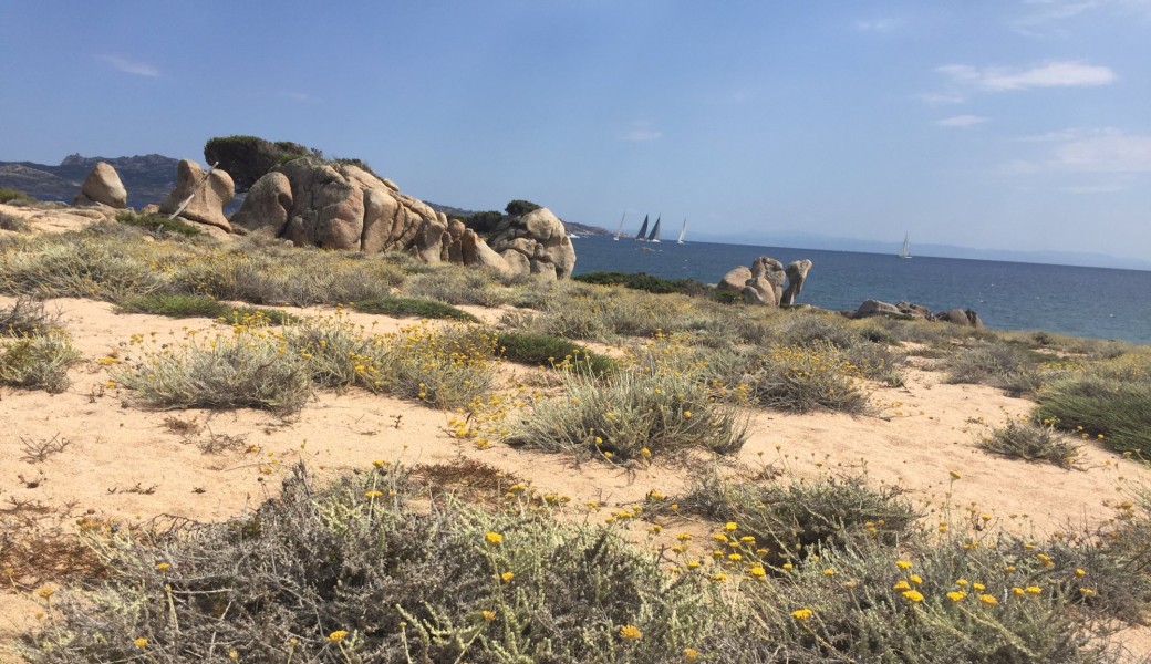 Les plantes du maquis Corse à Bonifacio avec Sortie balade et Atelier