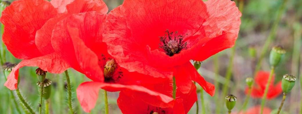 Les plantes du sommeil : focus sur le sirop de coquelicot