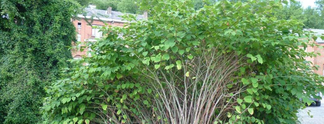 Les plantes exotiques envahissantes : que peut-on faire... et ne pas faire ? - Phytolicence