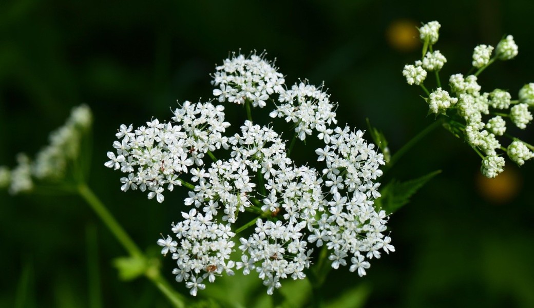 Les plantes ressources : L’égopode, une « mauvaise herbe » pleine de richesses