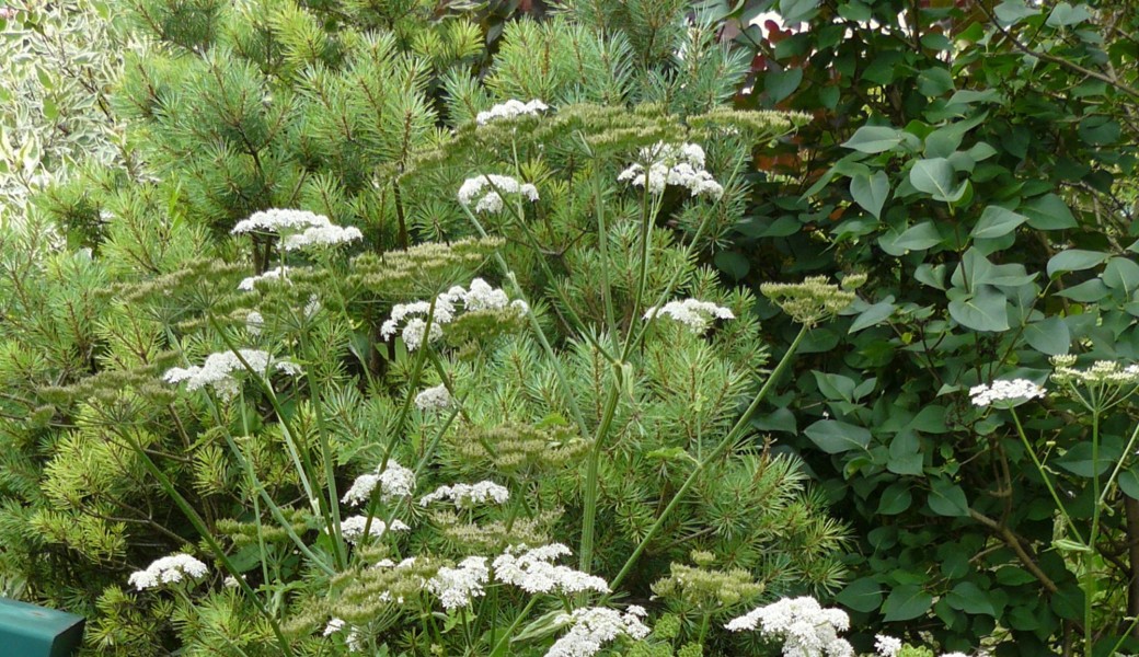 Les plantes ressources pour la santé : La berce sphondyle