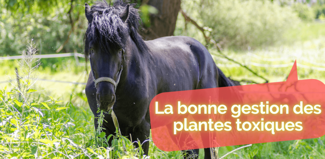 Les plantes toxiques dans les prairies pour chevaux