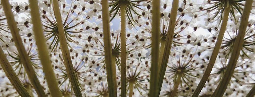 Les principales familles de plantes