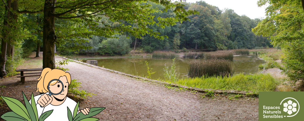 Les secrets de la forêt