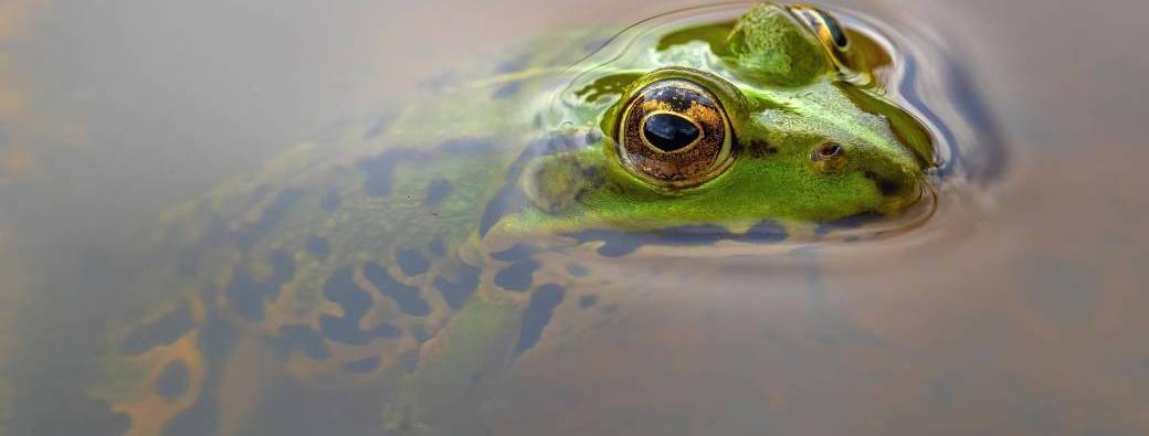 À la découverte des amphibiens du marais ! (En famille à partir de 6 ans)