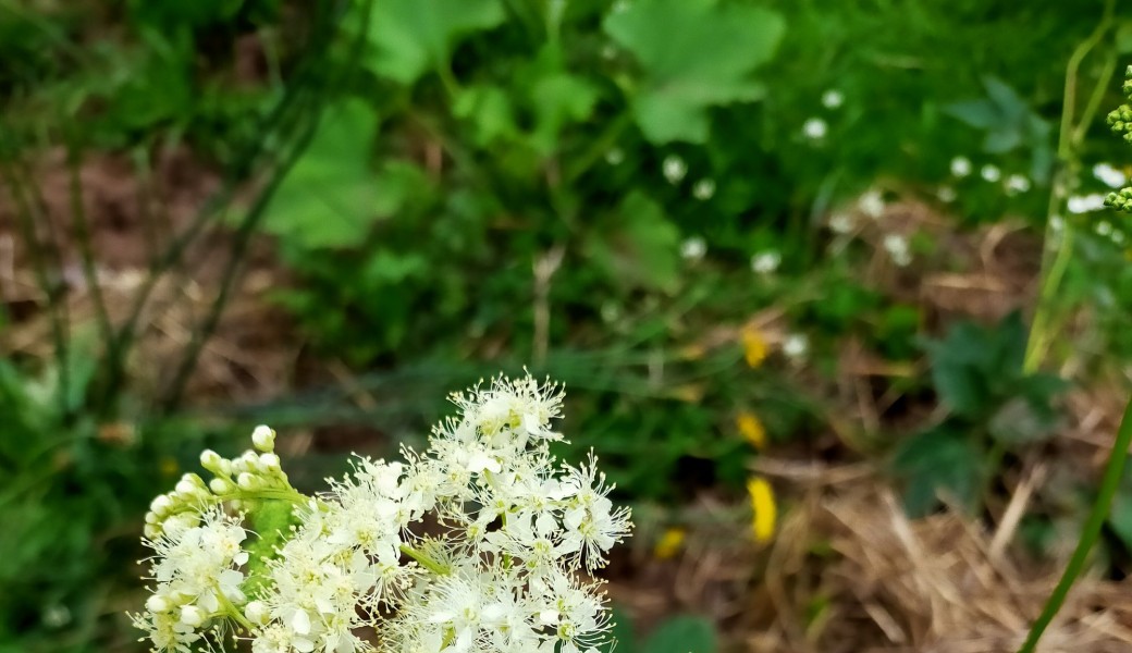 Les secrets de  la nature