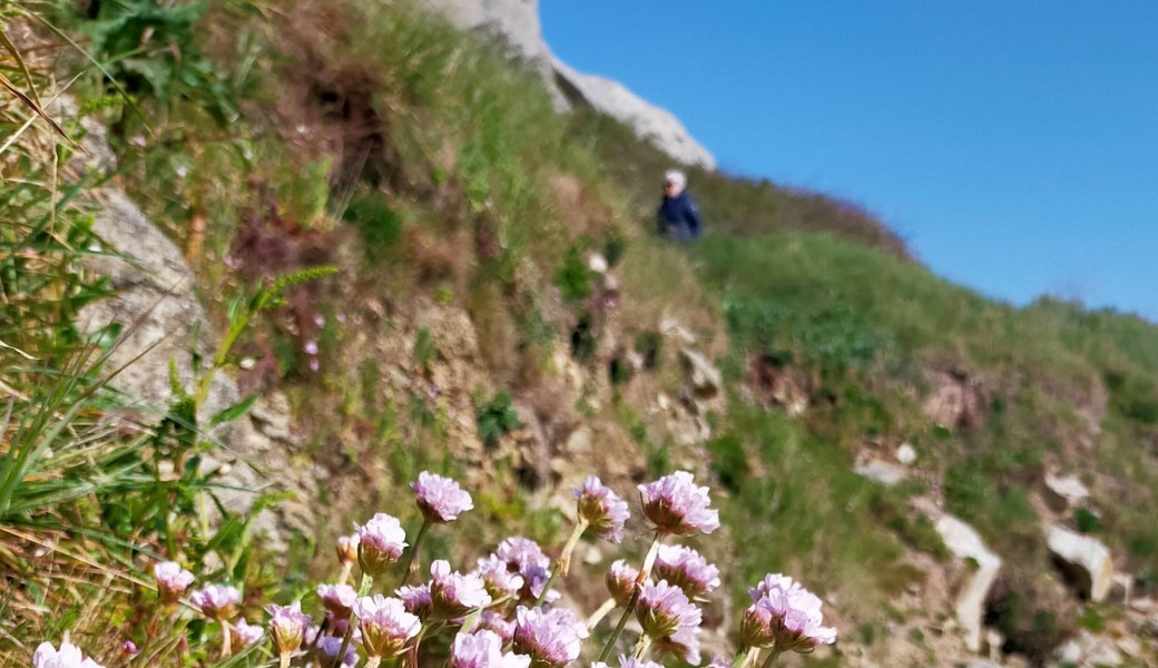 Les secrets des plantes du littoral