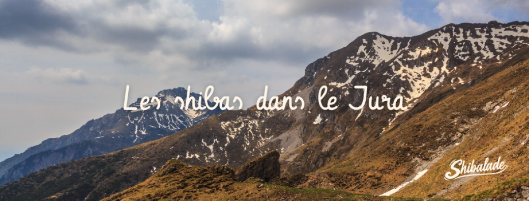 Les shibas dans le Jura 