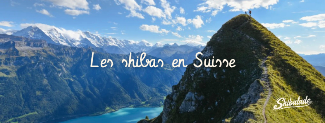 Les Shibas en Suisse 