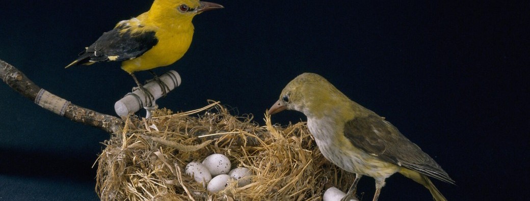 Les vacances des 7/12 ans: Des nids et des œufs 