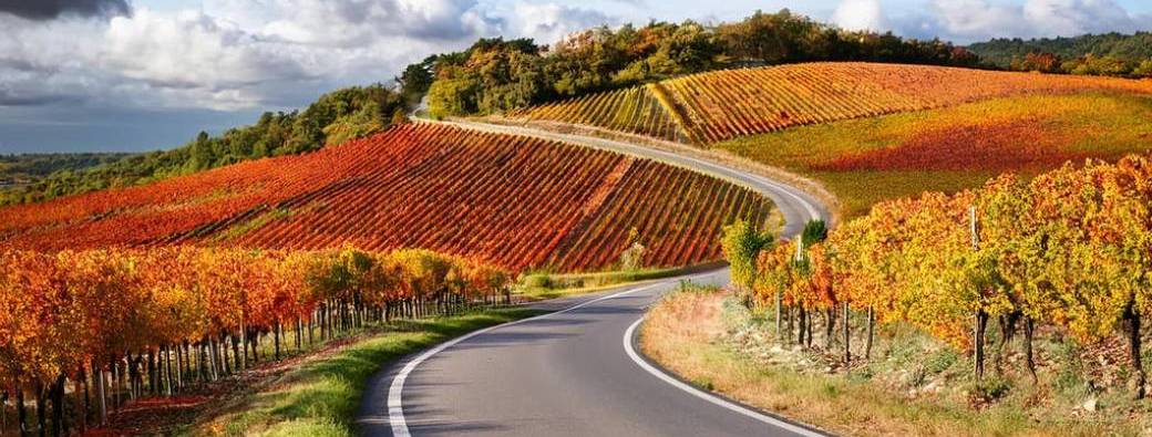 Les vignobles de Champagne à l’automne + visite-dégustation