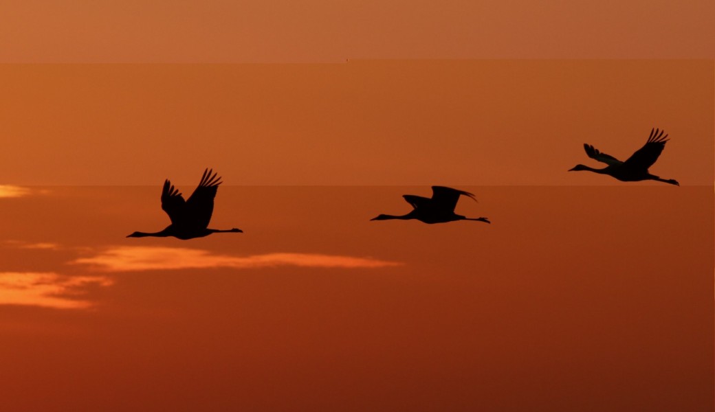 Lever des grues