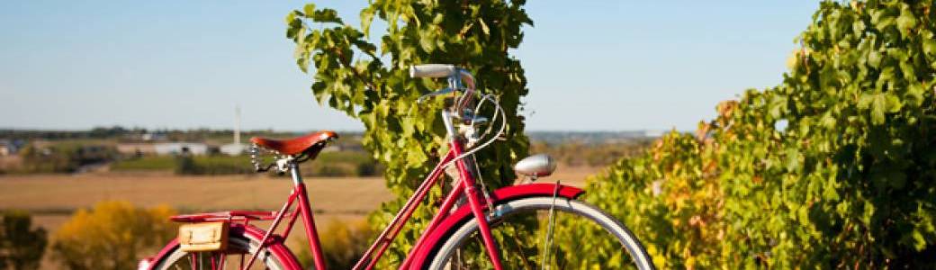 L'excursion à vélo "pique-nique au cœur des vignes"
