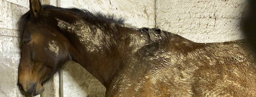 L'expression de la douleur chez le cheval