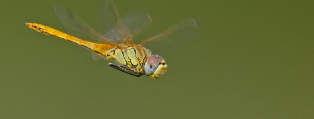 Libellules et demoiselles … Une histoire d’ailes ! 