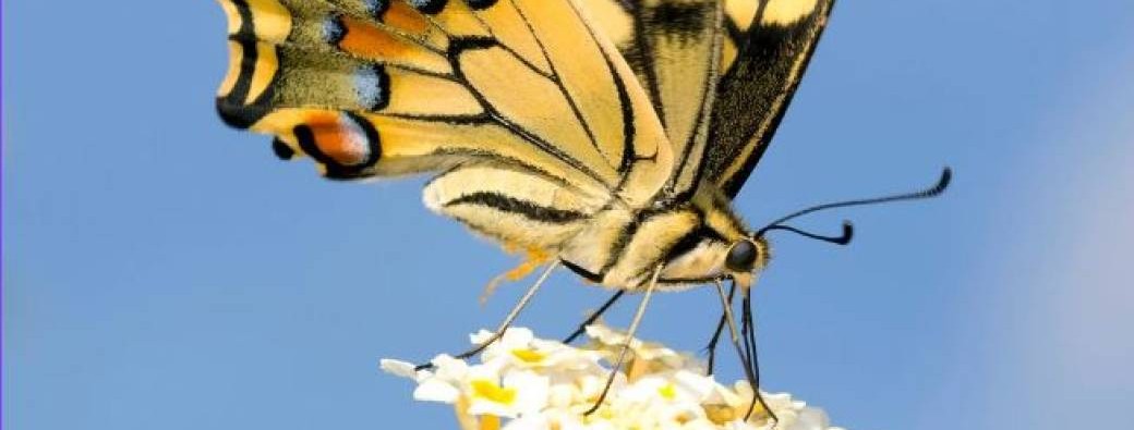 Libellules et papillons 4-7 ans