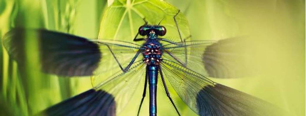Libellules ou demoiselles ? (Grand public / Famille dès 5 ans)