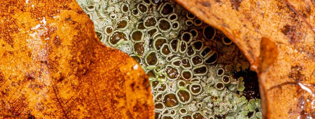 Lichen, dis-moi quel air je respire