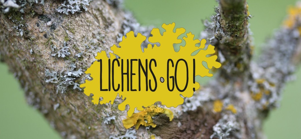 Lichen Go : évaluez la qualité de l’air dans votre quartier