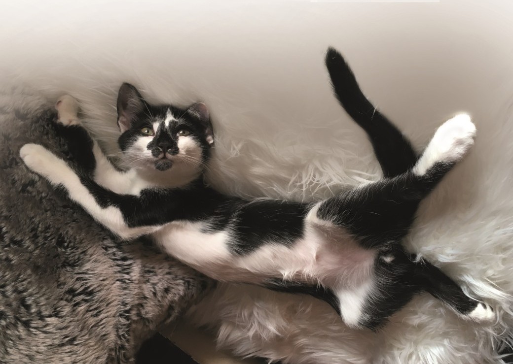 L'incroyable Histoire Vraie du Chat Pito